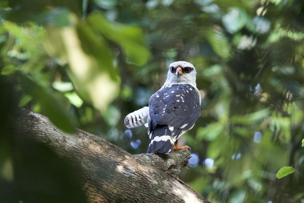 Black-faced Hawk - ML641481028