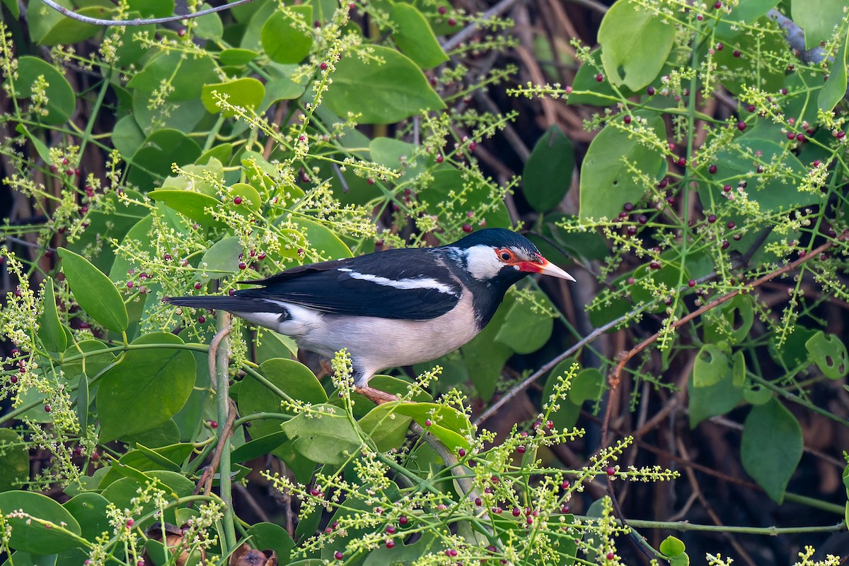 Indian Pied Starling - ML641481031