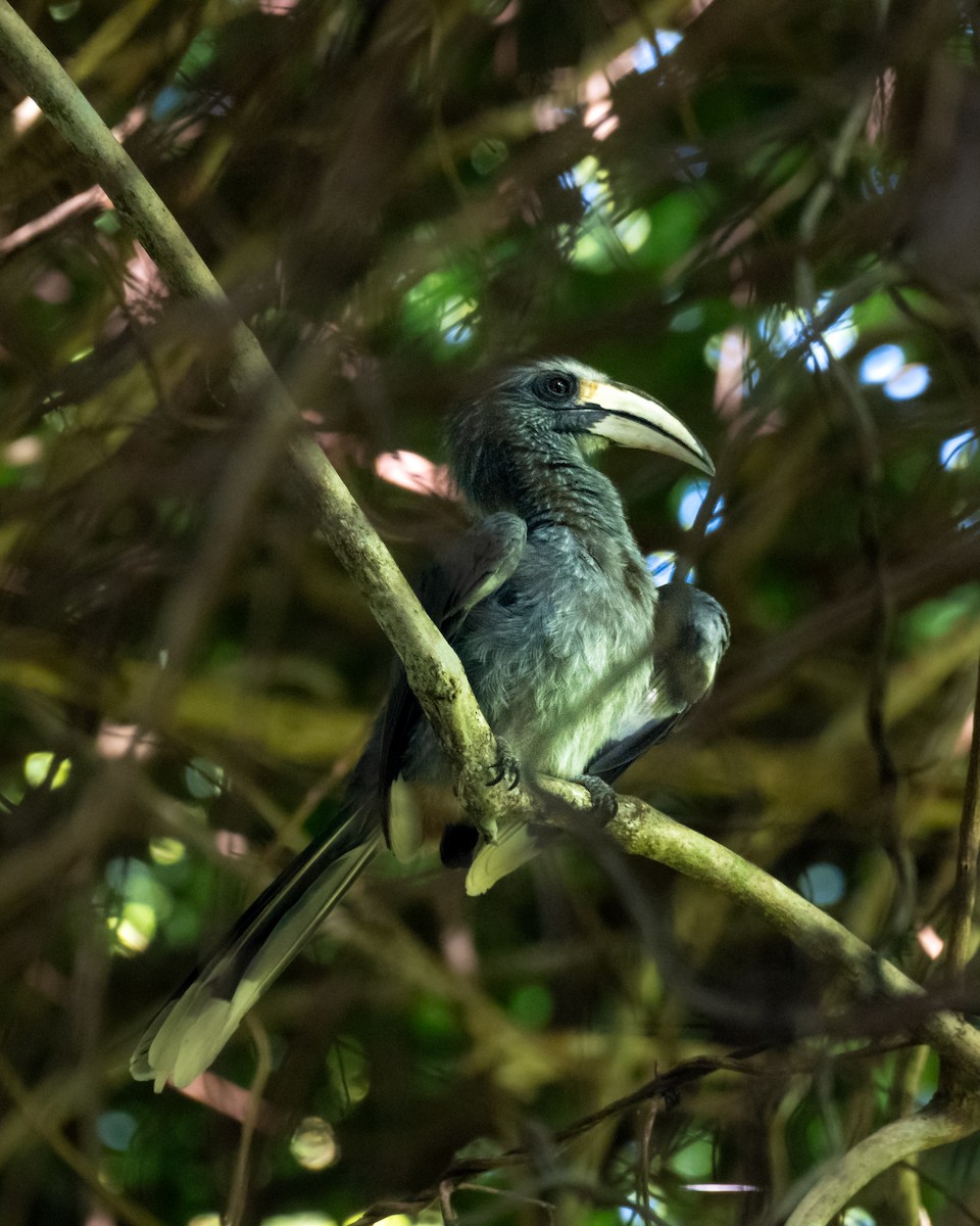 Malabar Gray Hornbill - ML641481073