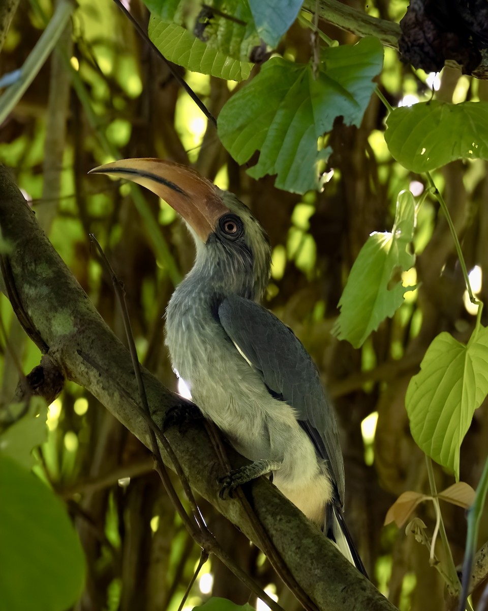 Malabar Gray Hornbill - ML641481074