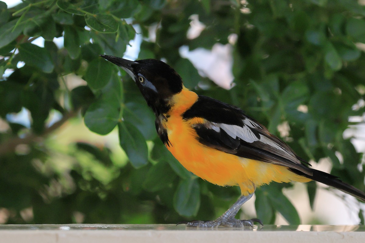 Venezuelan Troupial - ML641481100