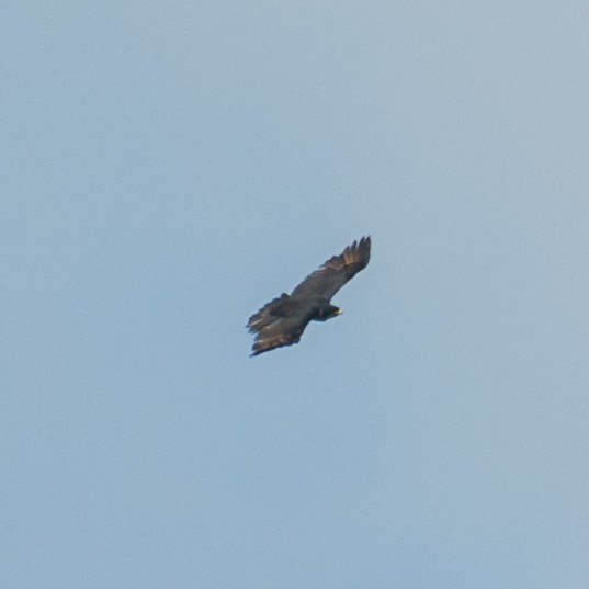 Rufous-bellied Eagle - ML641481153