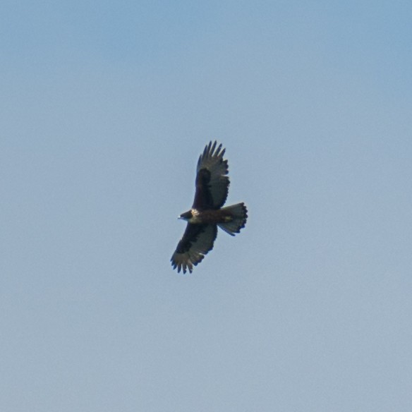Rufous-bellied Eagle - ML641481154