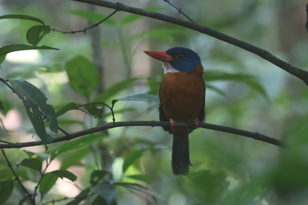 Green-backed Kingfisher (Blue-headed) - ML641481161