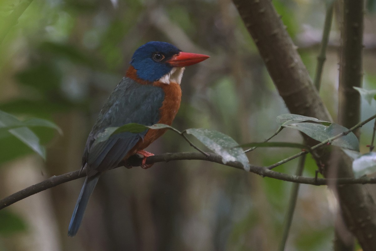 Green-backed Kingfisher (Blue-headed) - ML641481162