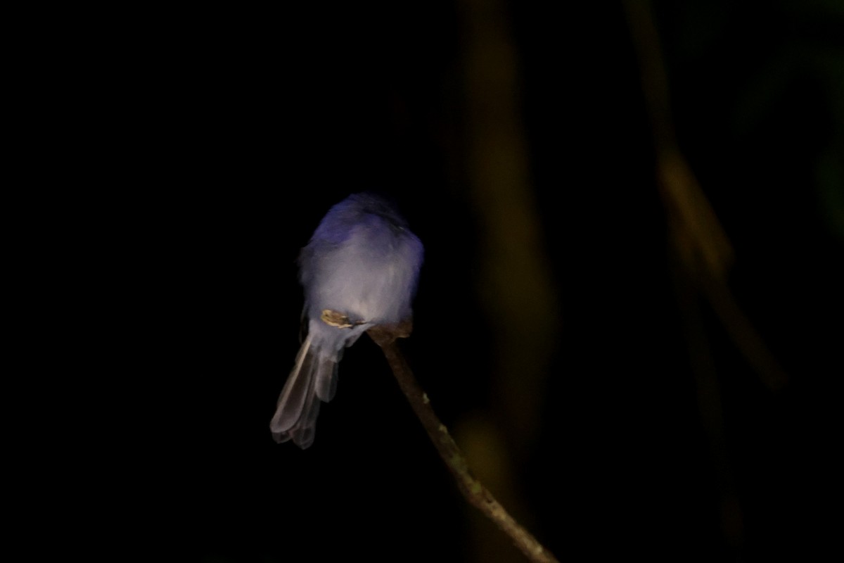 Pale-blue Monarch - ML641481188