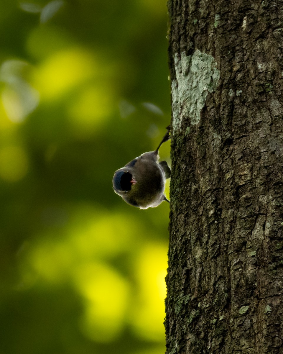 Velvet-fronted Nuthatch - ML641481234