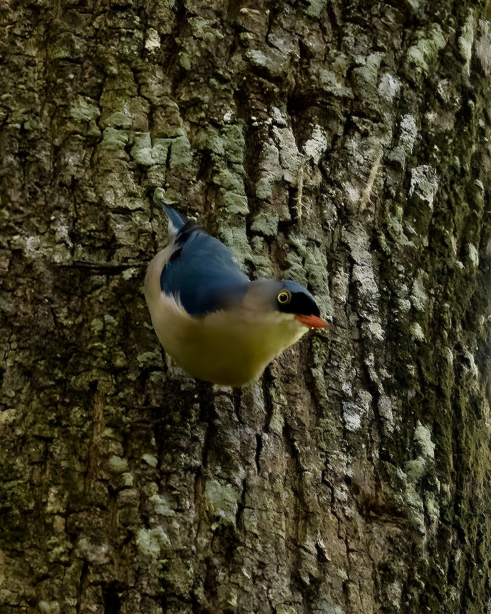 Velvet-fronted Nuthatch - ML641481236