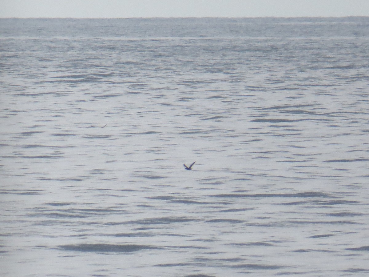 Balearic Shearwater - ML641481259