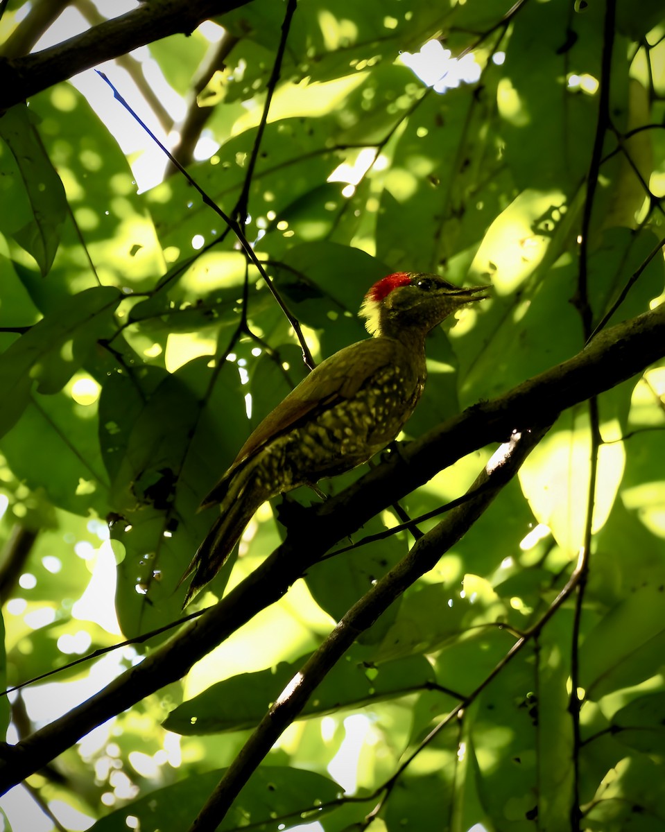 Lesser Yellownape - ML641481291