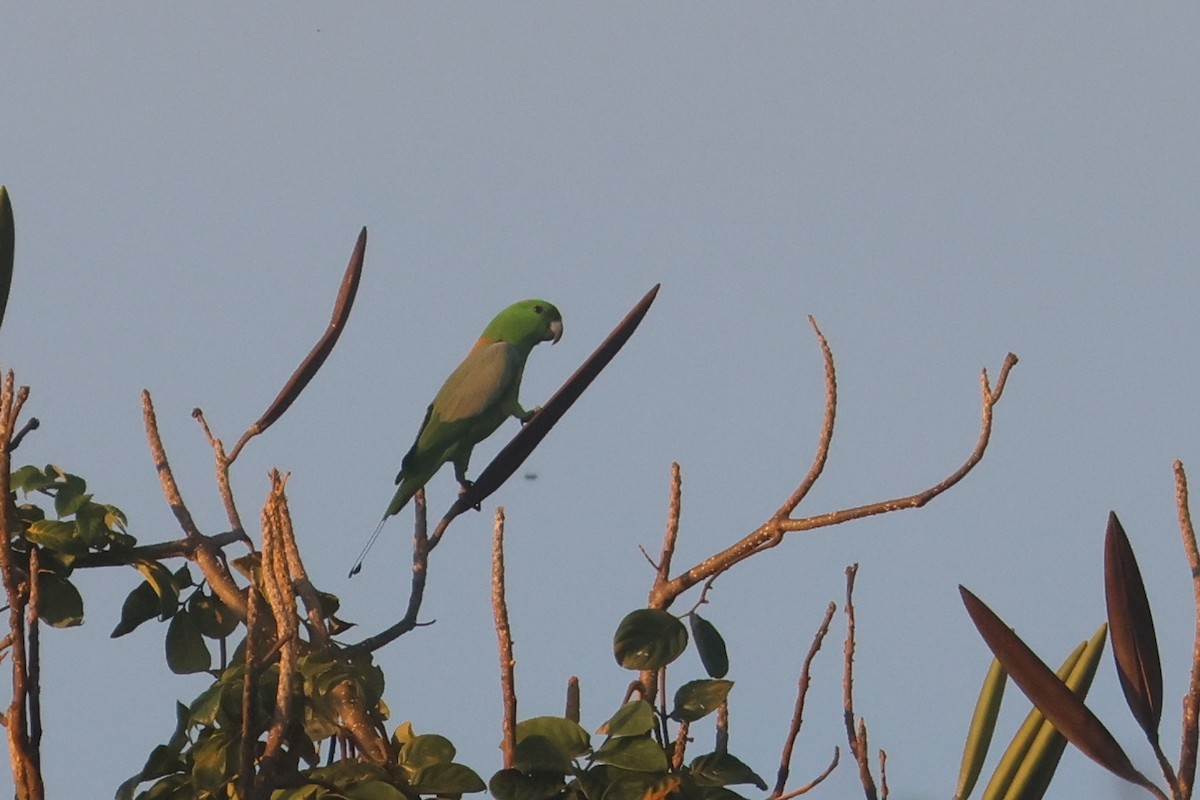 Yellow-breasted Racquet-tail - ML641481353