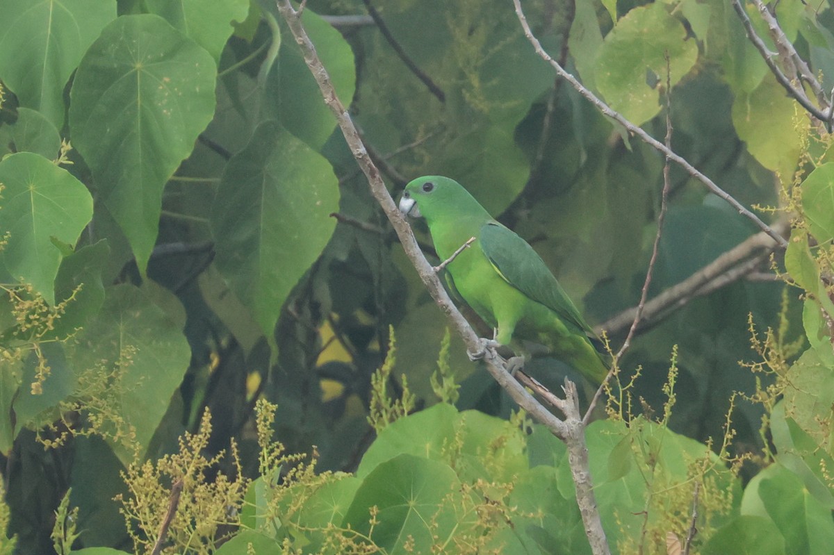 Yellow-breasted Racquet-tail - ML641481354