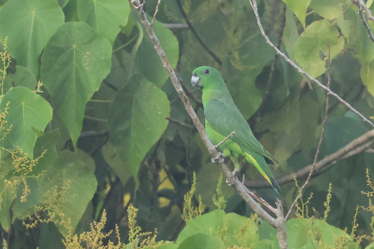 Yellow-breasted Racquet-tail - ML641481355