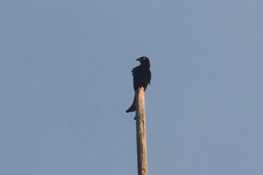 Drongo à crinière (leucops/banggaiensis) - ML641481358