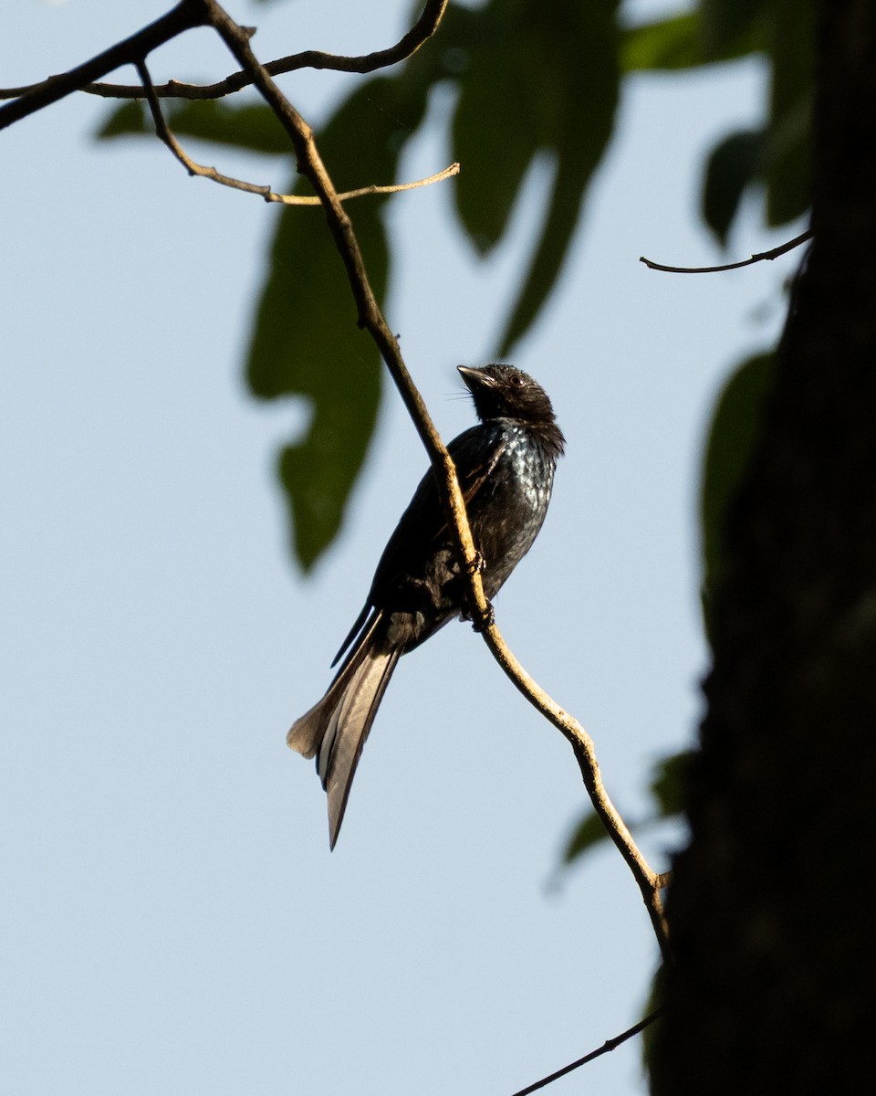 Bronzed Drongo - ML641481363
