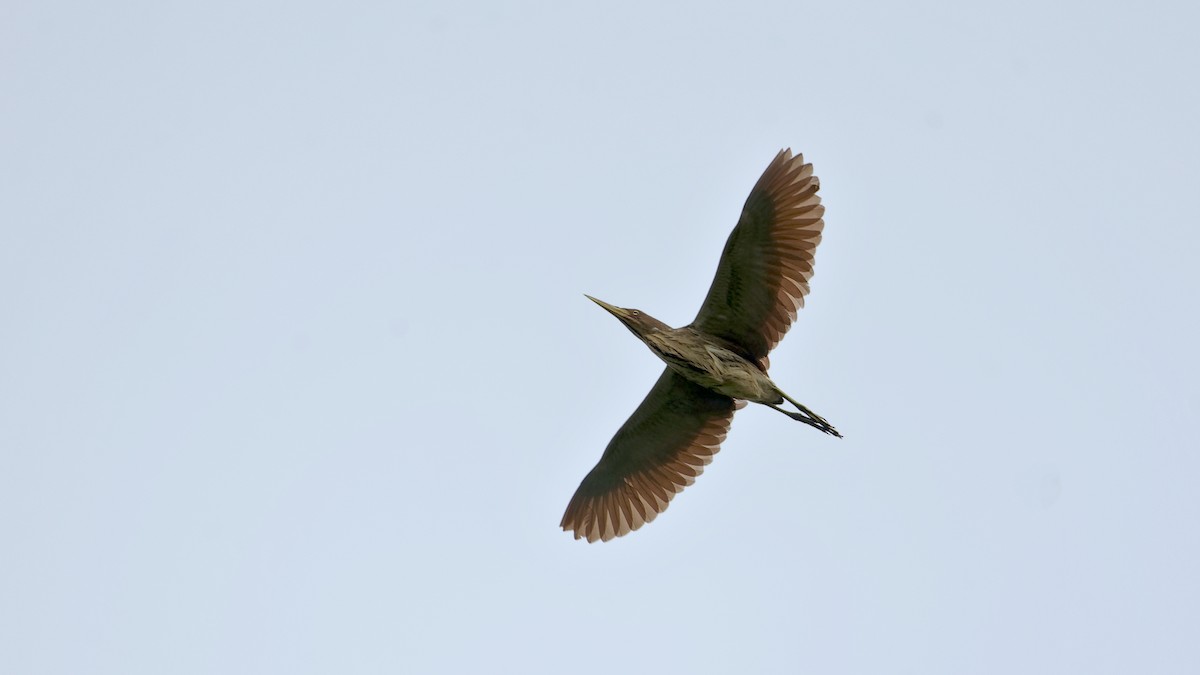Cinnamon Bittern - ML641481384
