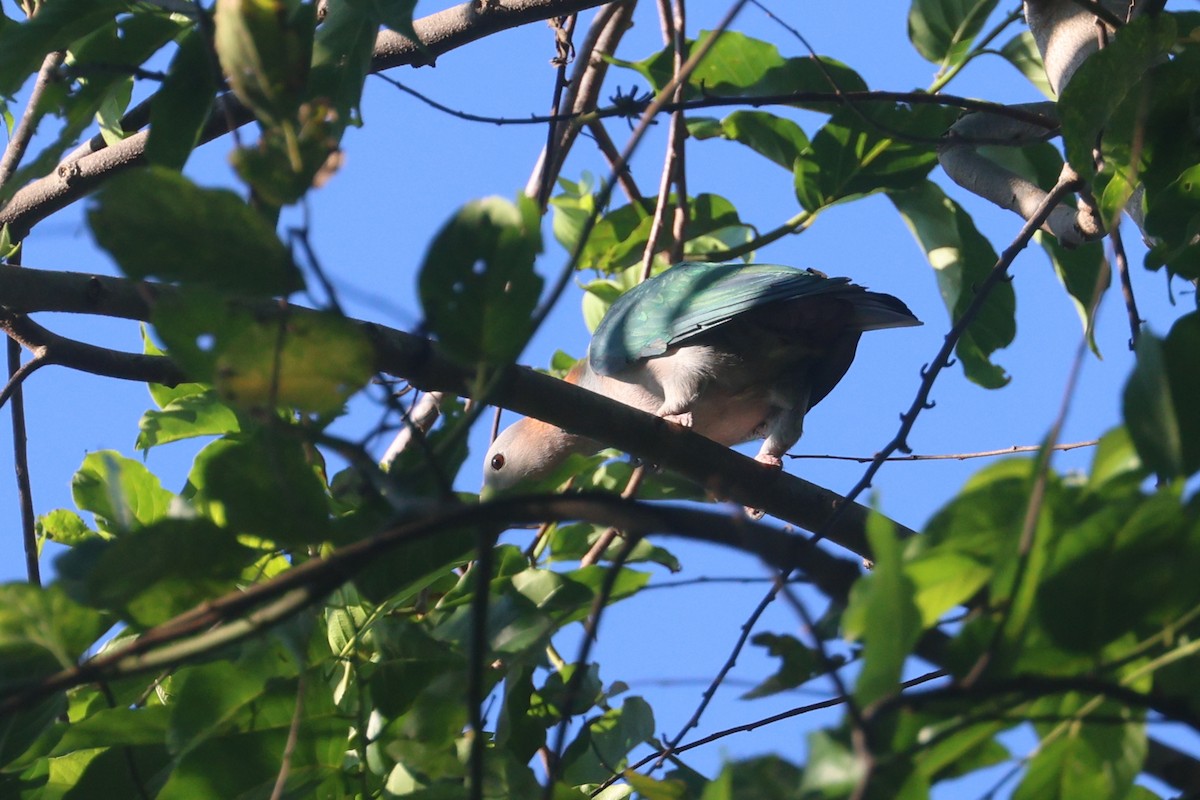 Green Imperial-Pigeon (Rufous-naped) - ML641481393