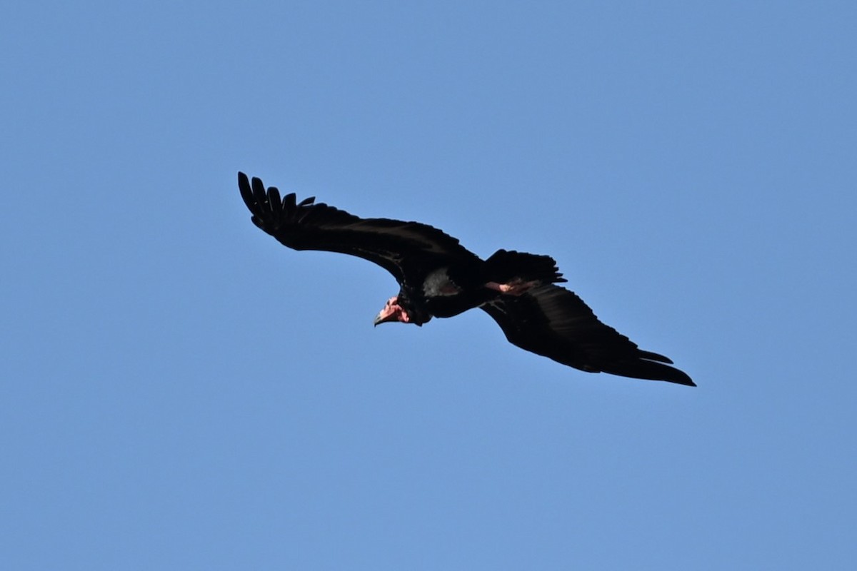 Red-headed Vulture - ML641481417