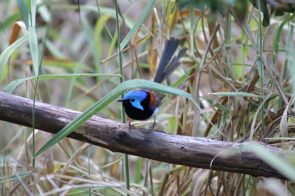 Variegated Fairywren - ML641481445