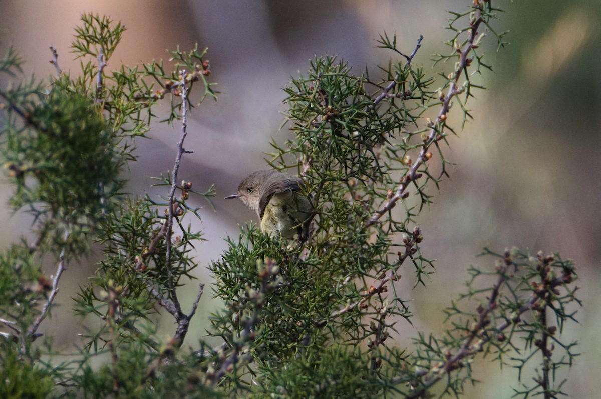 Western Thornbill - ML641481484