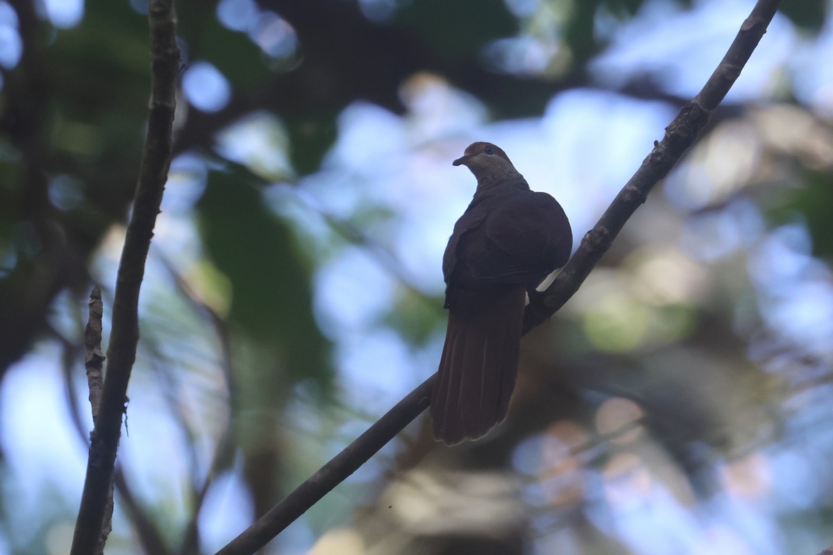 Sultan's Cuckoo-Dove (Sulawesi) - ML641481496