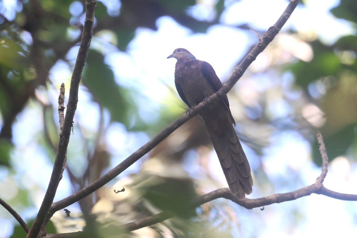 Sultan's Cuckoo-Dove (Sulawesi) - ML641481499