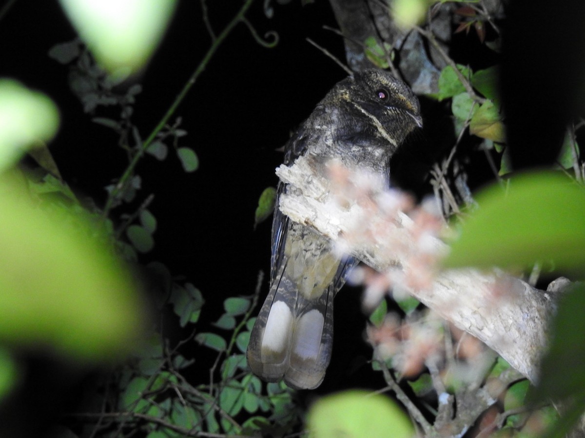 Rufous Nightjar - ML641481500