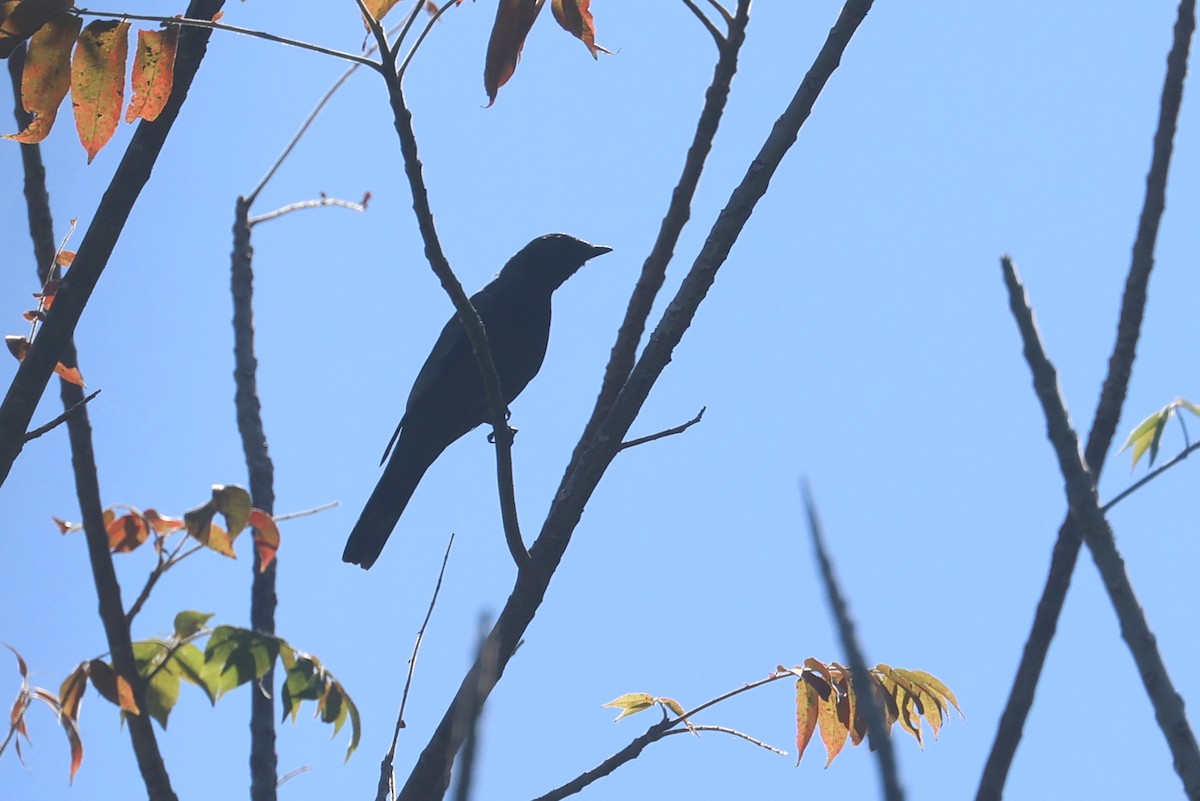 Sulawesi Cicadabird - ML641481507