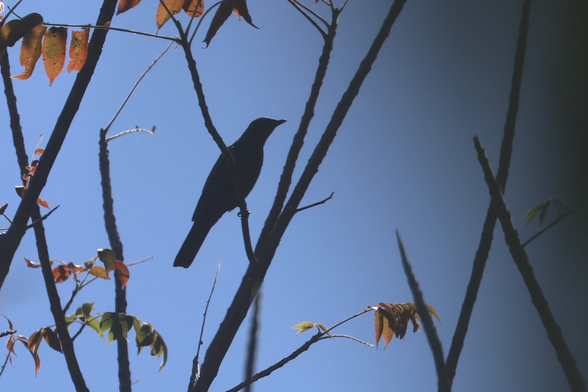 Sulawesi Cicadabird - ML641481508