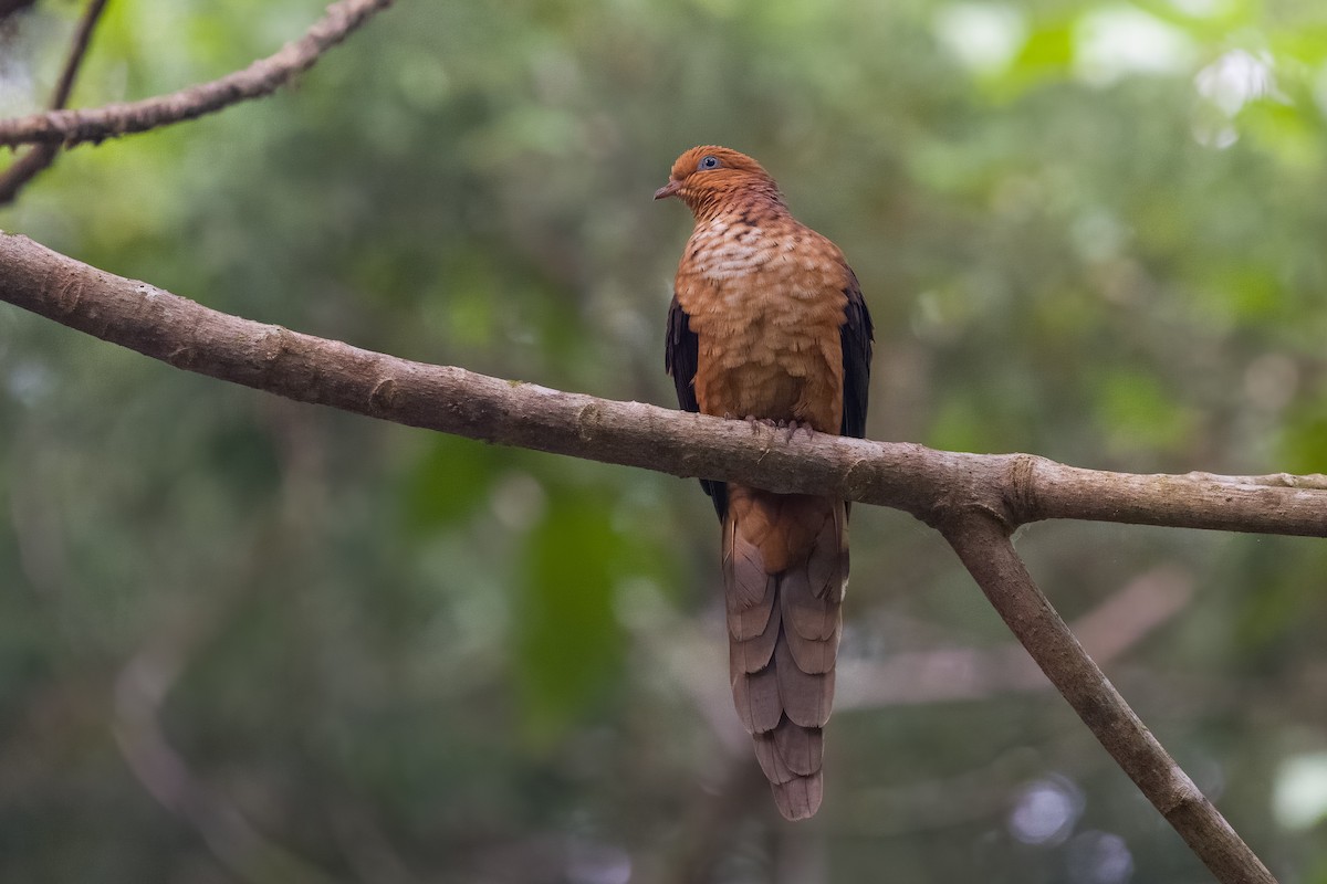 Little Cuckoo-Dove - ML641481538