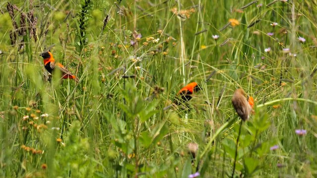 Southern Red Bishop - ML641481544