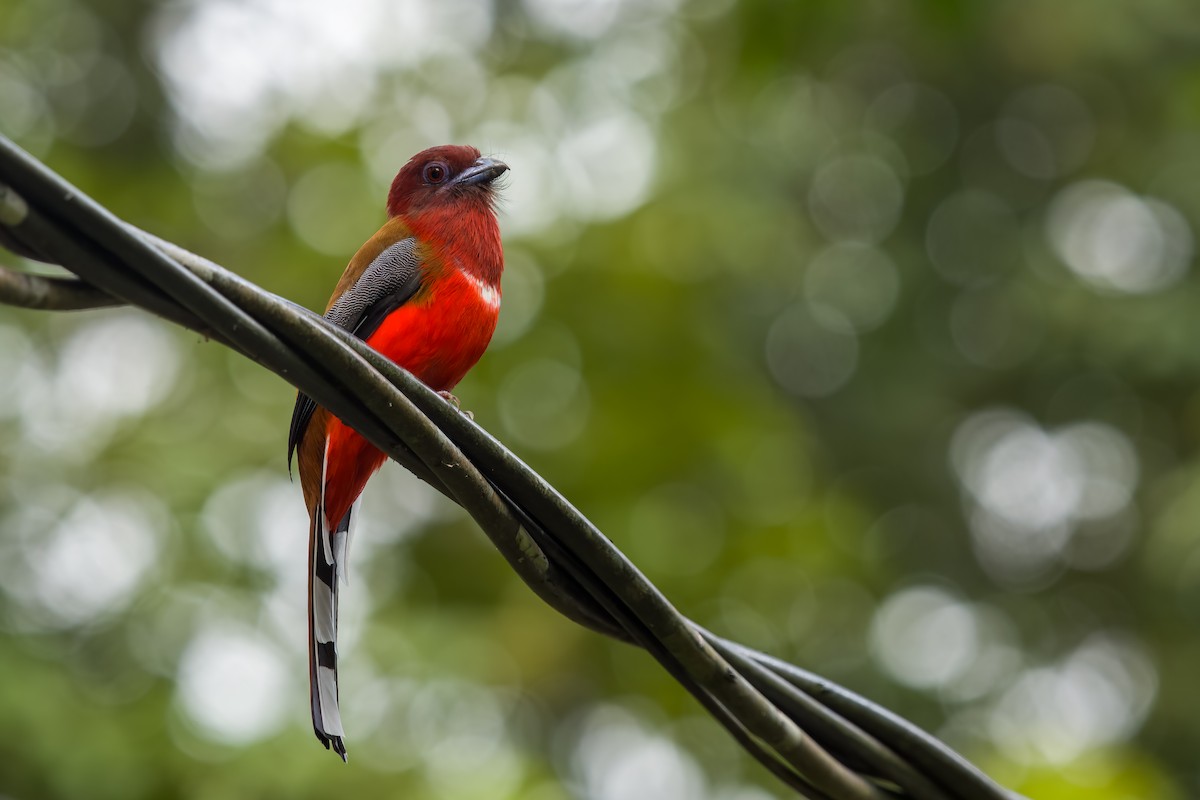 Red-headed Trogon - ML641481550