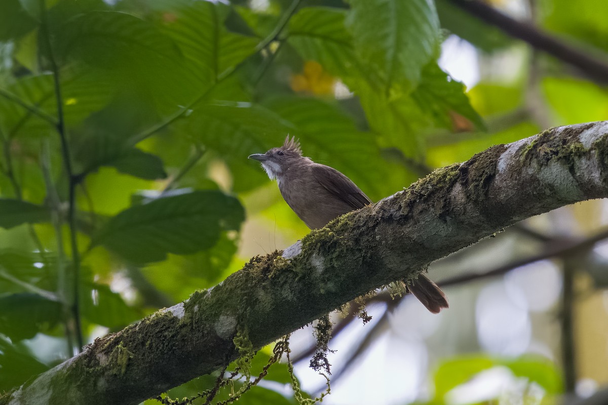 Ochraceous Bulbul - ML641481553