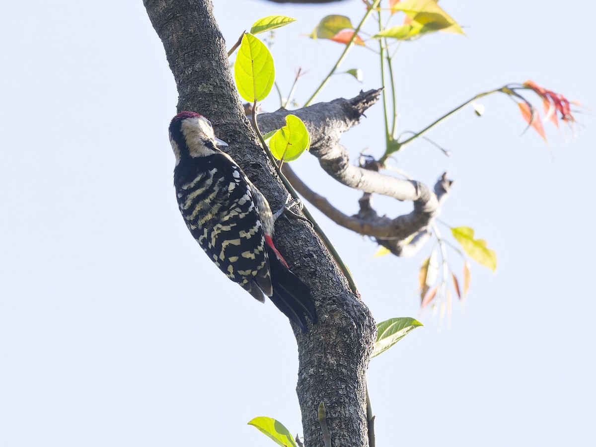 Fulvous-breasted Woodpecker - ML641481560