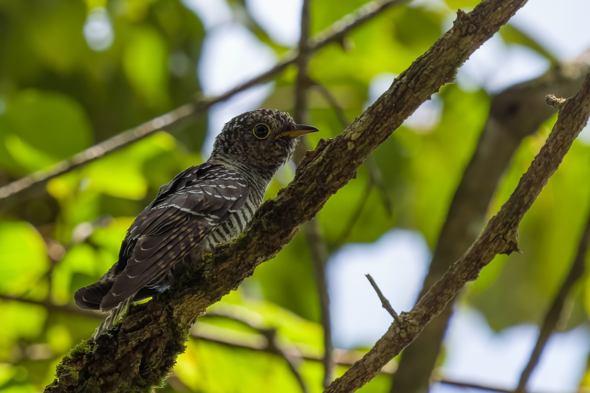 Sunda Cuckoo - ML641481592