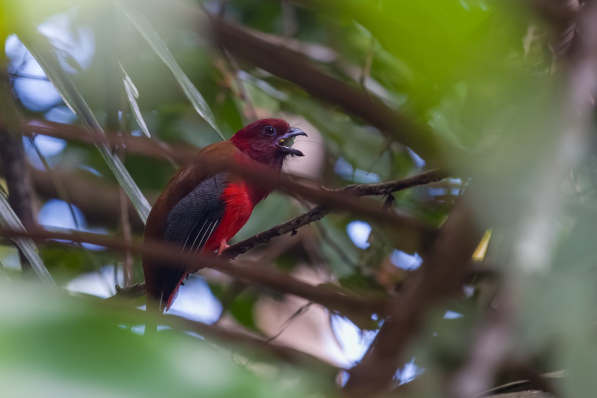 Red-headed Trogon - ML641481600