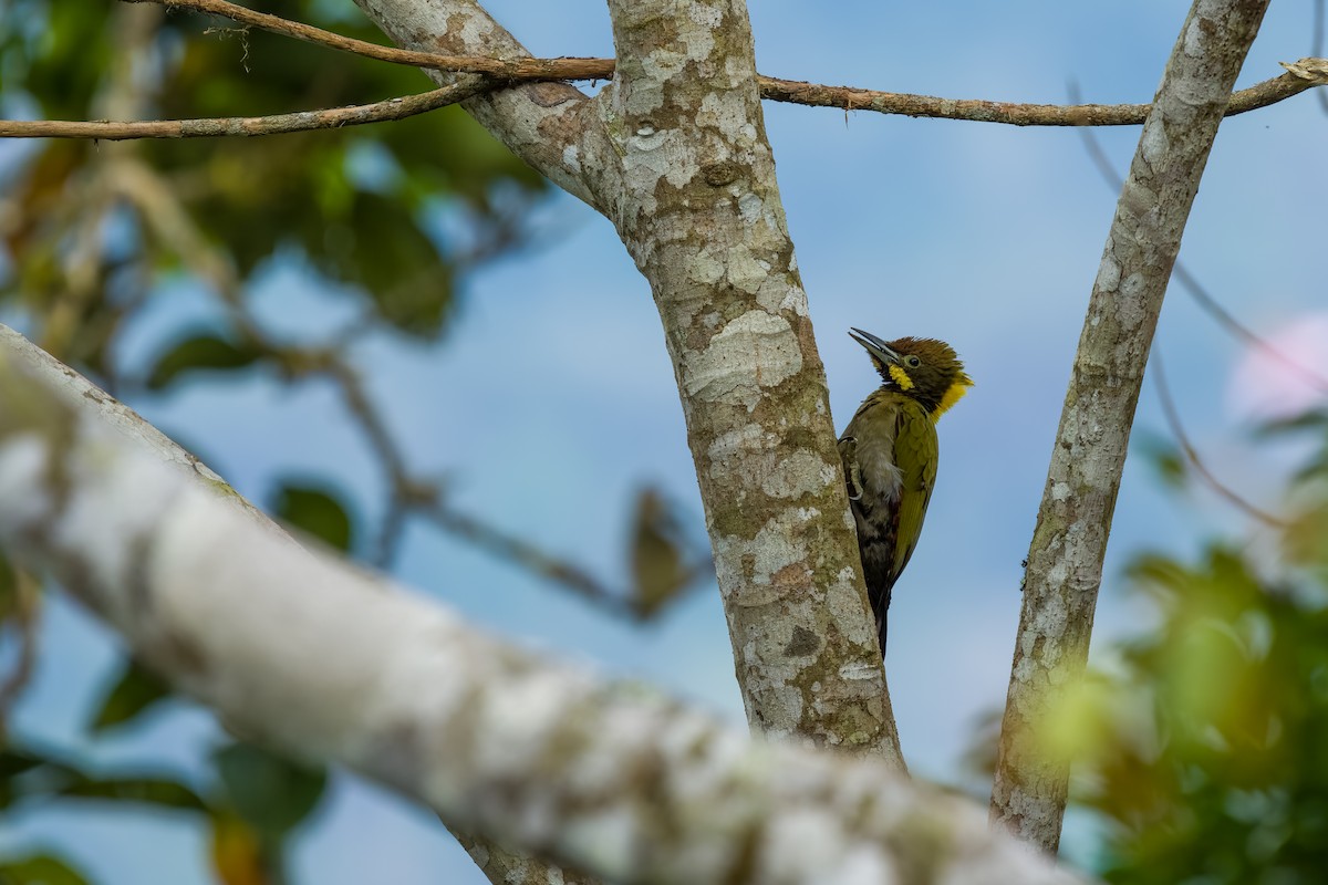 Greater Yellownape - ML641481612