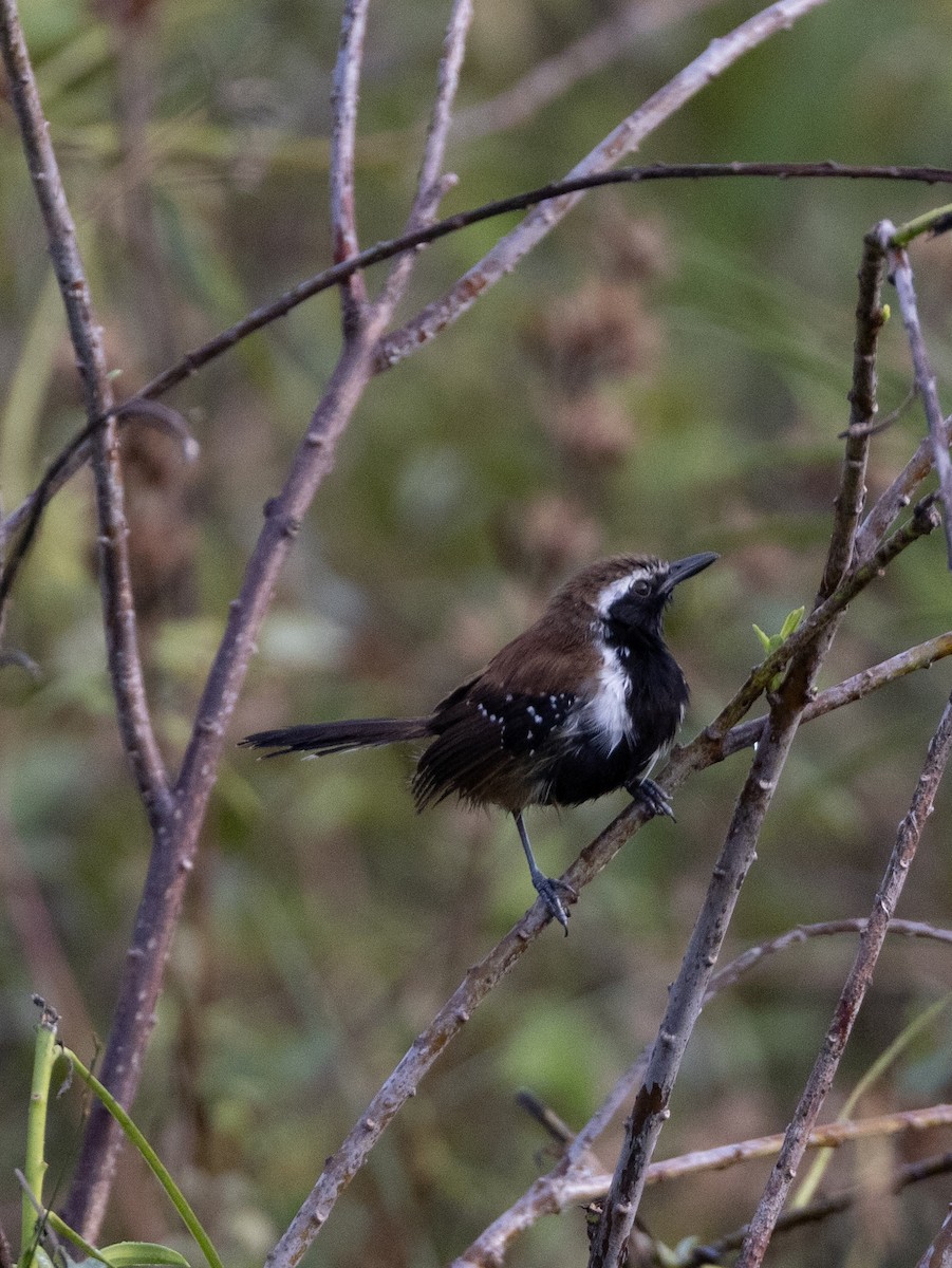 Rusty-backed Antwren - ML641481627