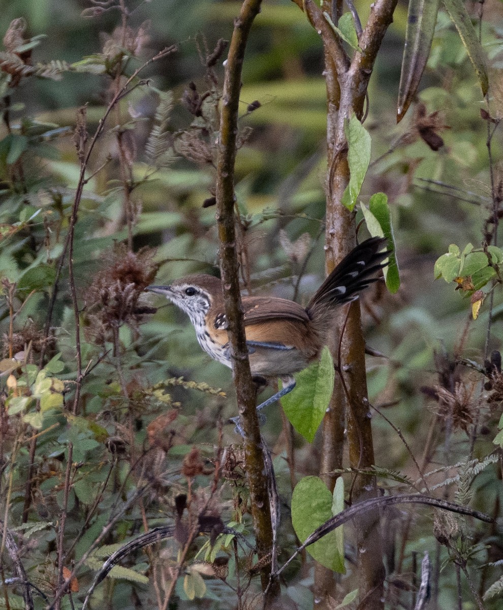 Rusty-backed Antwren - ML641481628