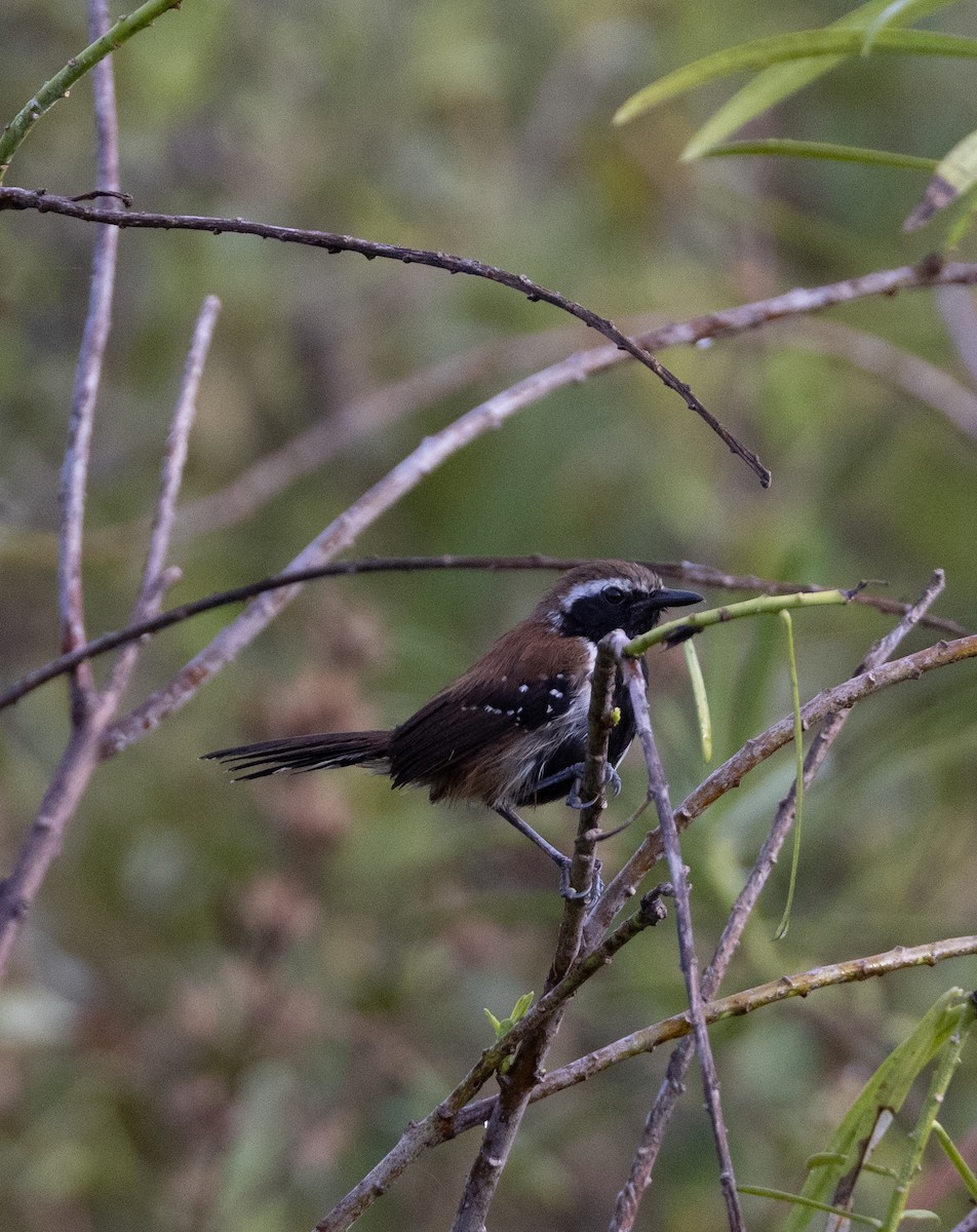 Rusty-backed Antwren - ML641481629