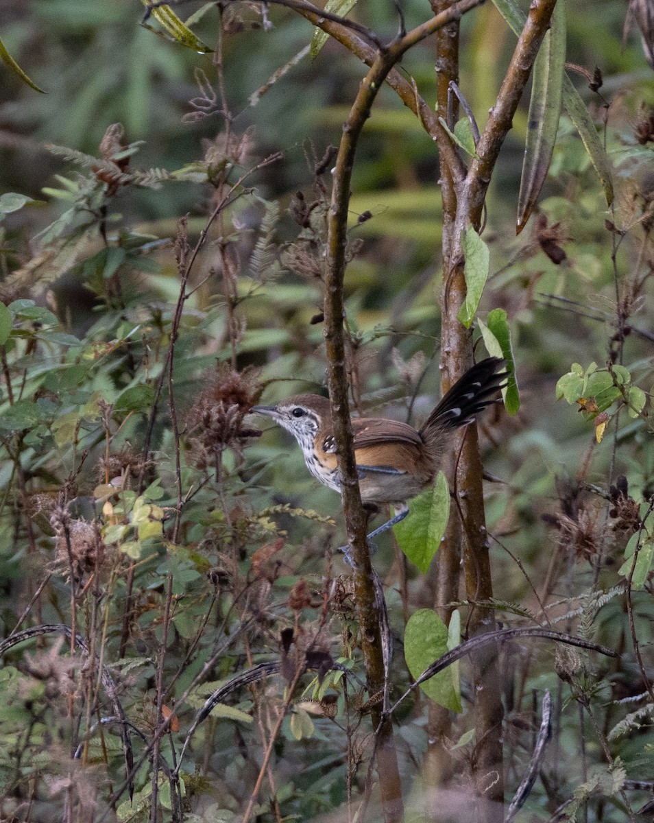 Rusty-backed Antwren - ML641481631