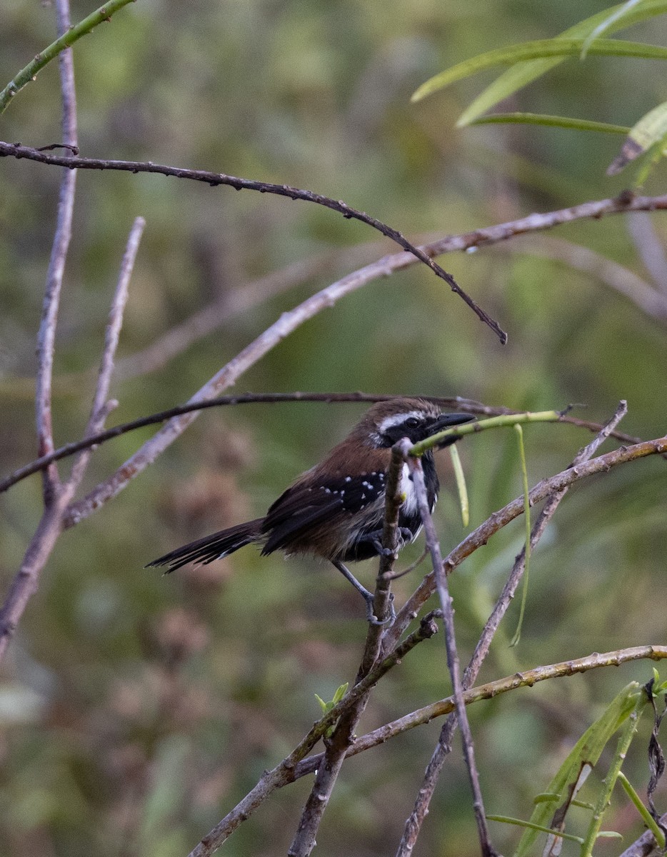 Rusty-backed Antwren - ML641481632
