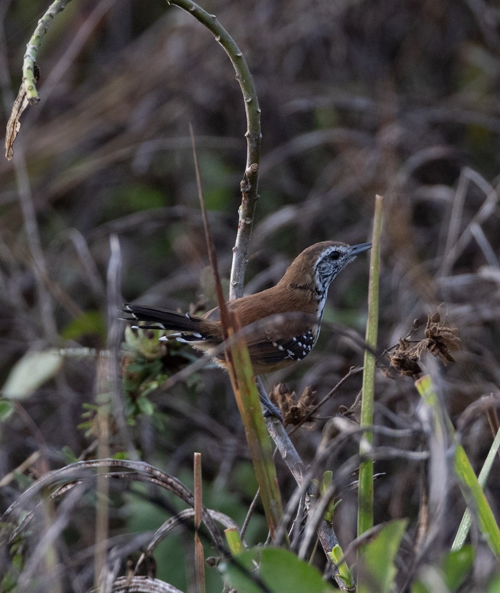 Rusty-backed Antwren - ML641481633