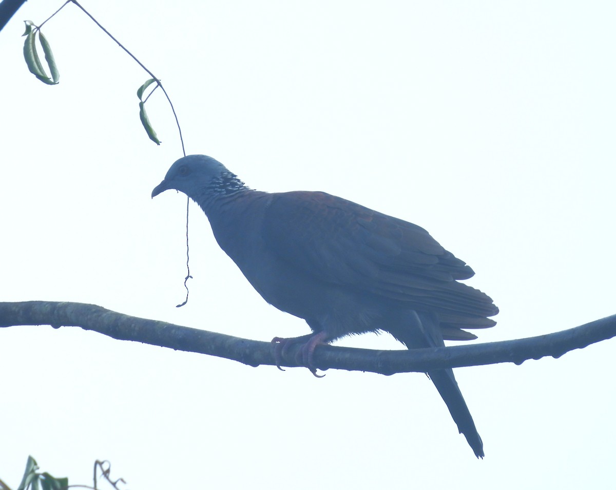 Nilgiri Wood-Pigeon - ML641481634
