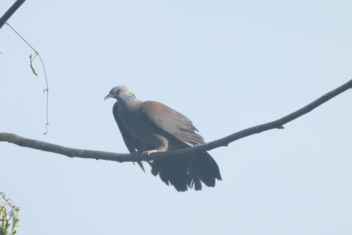 Nilgiri Wood-Pigeon - ML641481635