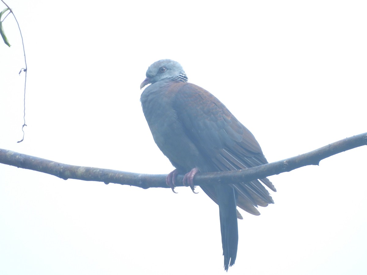 Nilgiri Wood-Pigeon - ML641481636