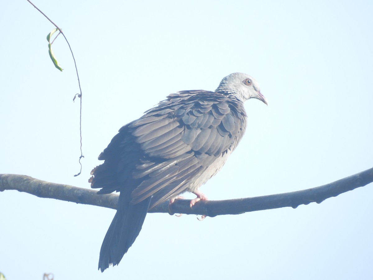 Nilgiri Wood-Pigeon - ML641481637