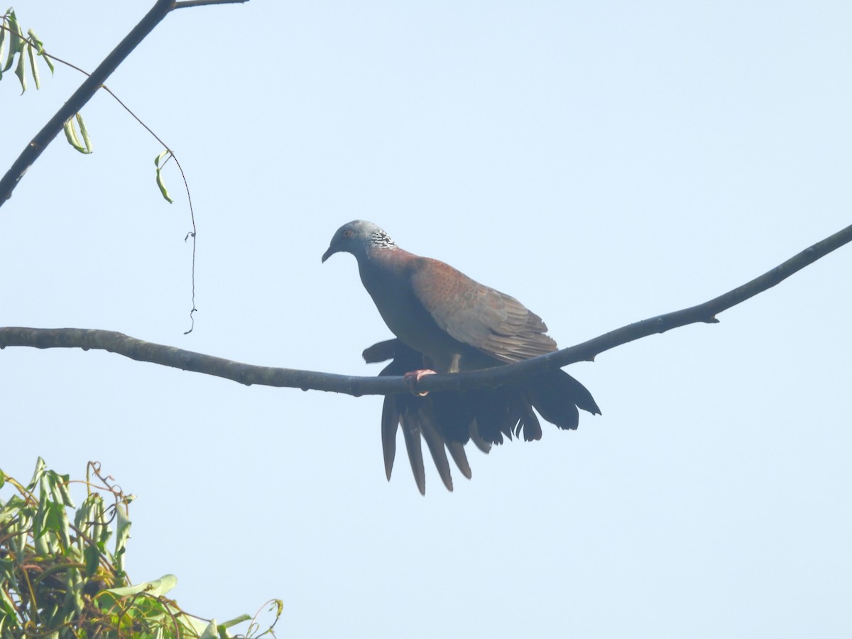 Nilgiri Wood-Pigeon - ML641481638