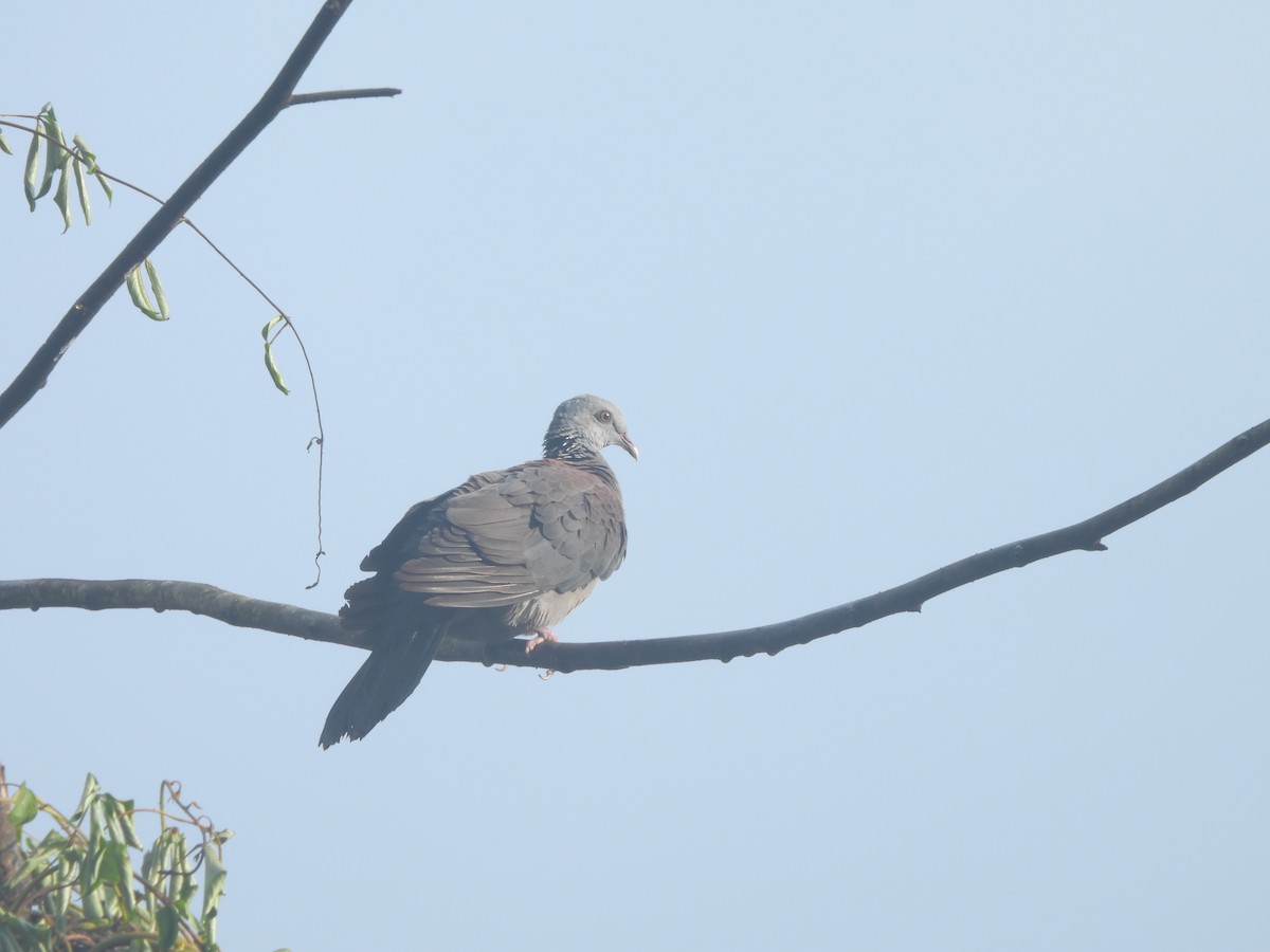 Nilgiri Wood-Pigeon - ML641481639