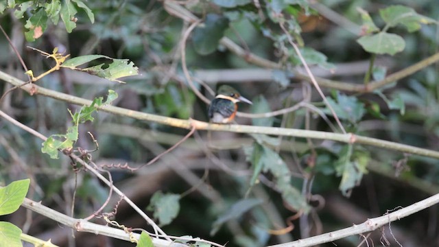 American Pygmy Kingfisher - ML641481674